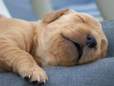 sleeping puppy! 1 Free Photo Download | FreeImages