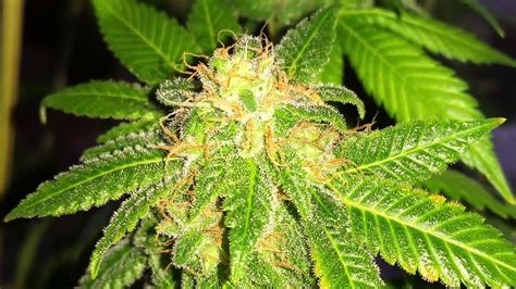 white widow dinafem day 63 harvest time!! - YouTube