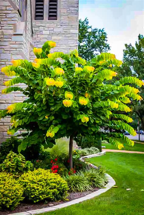 The Rising Sun Redbud Trees For Sale | The Tree Center™