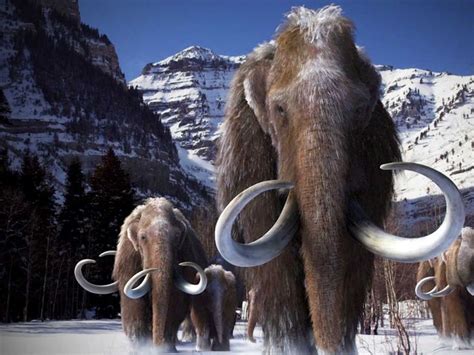 Woolly Mammoth | Wooly mammoth, Prehistoric animals, Mammoth