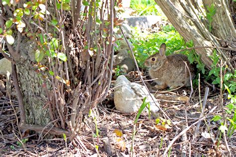 Rabbits: How to Manage Your Land for More Cottontails - Game & Fish