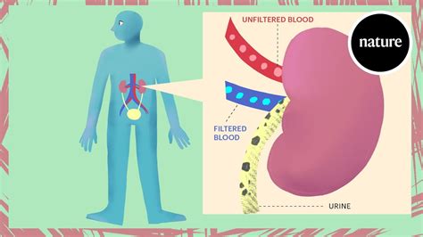 Acute kidney injury explained - The Global Herald