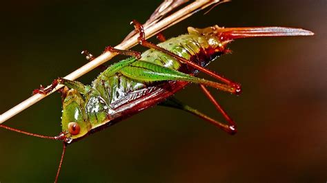 Do frogs eat grasshoppers? - Aboutbugz.com