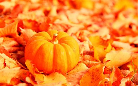 🔥 [73+] Free Pumpkin Wallpapers | WallpaperSafari