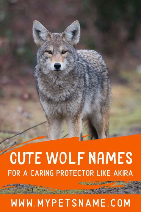 30 Best Wolf Names images in 2020 | Wolf name, Wolf, Names