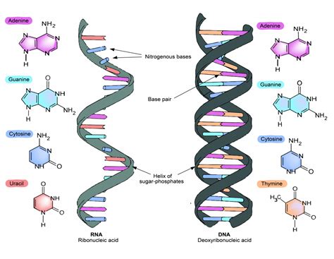 3.4 Nucleic Acids – The Evolution and Biology of Sex