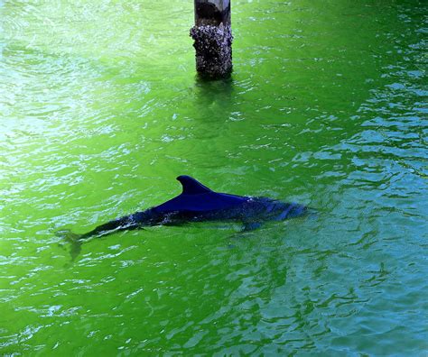 Blue Dolphin Photograph by David Lee Thompson - Fine Art America