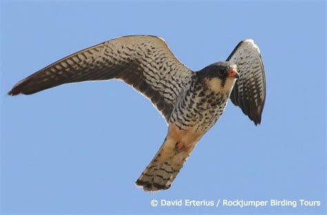 The Amur Migration | Rockjumper Birding Tours