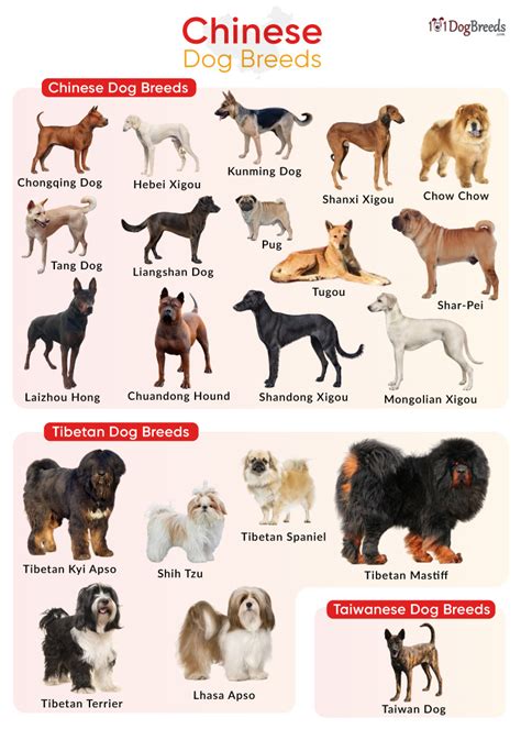 List of Chinese Dog Breeds with Pictures