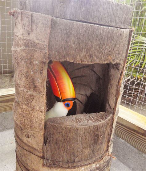 Toco toucan in a nest | Adventures in Toucanland