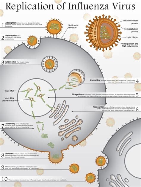 Ten steps to the replication of the Influenza Virus. Poster Print by ...