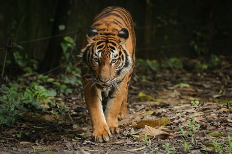 Logging helps tiger population, claims Malaysian Forestry Department director - Life