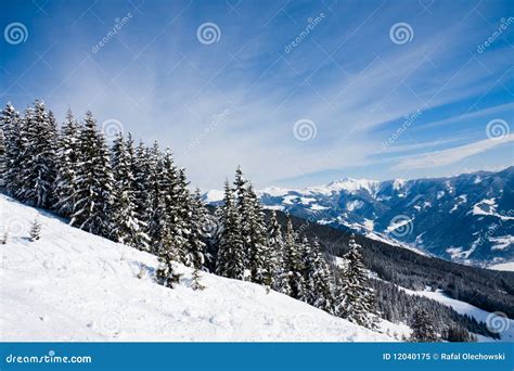 Alpine Pine Forest in Winter Stock Image - Image of natural, alps: 12040175