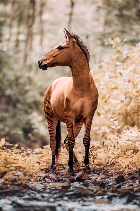 I Photographed A Zorse – The Hybrid Most People Don’t Think Exists (10 ...