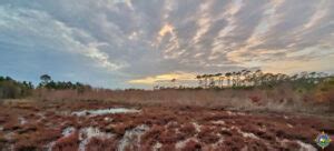 Enjoy Dauphin Island Camping on the Gulf in Alabama