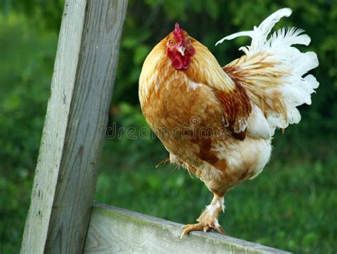 Perched Banty Rooster Royalty Free Stock Photos - Image: 15871268