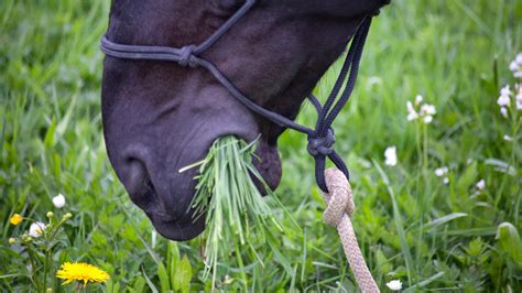 Founder in Horses: Signs, Prevention, + Treatment | Henderson's Western Store