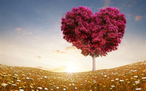 The Love Tree 1920 x 1200 widescreen Wallpaper