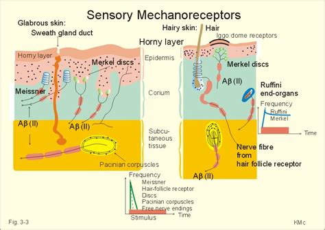 The Classification of Sense Organs According to the Type of Energy or Stimulus Sensed