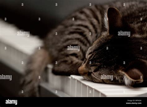 A kitten sleeps on a keyboard (piano Stock Photo - Alamy