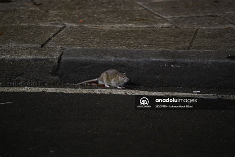 NYC Rat Sightings Higher Than Ever Before | Anadolu Images