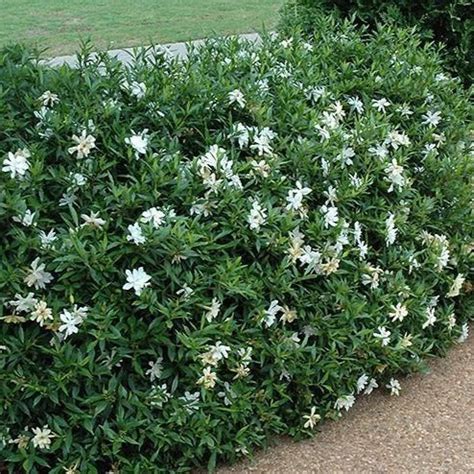 Gardenia Radicans | Dwarf Radicans Gardenia - PlantingTree