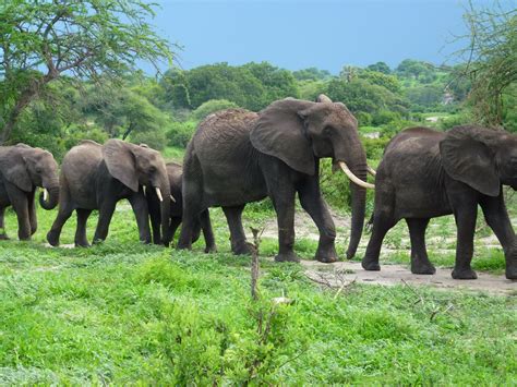 Beautiful herd of elephants passing us by. | Herd of elephants, African ...