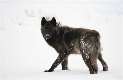 10+ Alexander Archipelago Wolf Facts | Environment Buddy