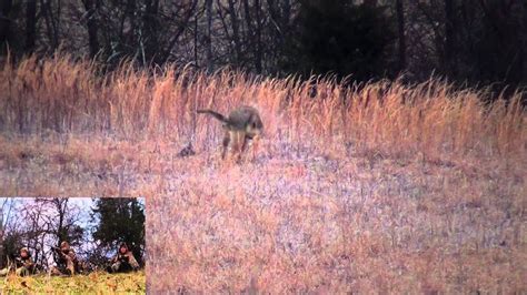 Eastern Coyote Hunting: Coming in hot 2013 | Coyote hunting, Predator hunting, Coyote