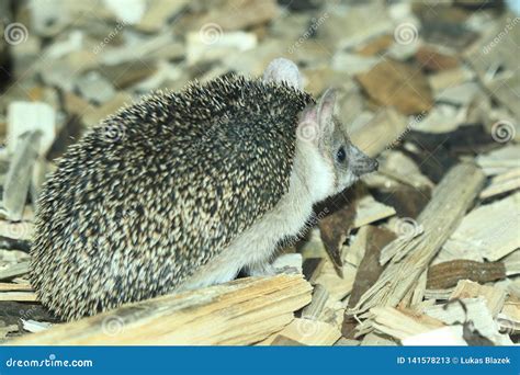 Long-eared hedgehog stock image. Image of nature, hedgehog - 141578213