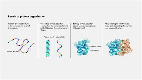 Primary Protein Structure