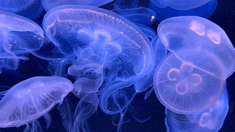 "Jellyfish are such odd creatures, so is their name since they aren’t fish at all. They don’t ...