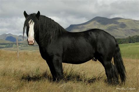 Black Percheron draft horse | Pony Ride | Pinterest