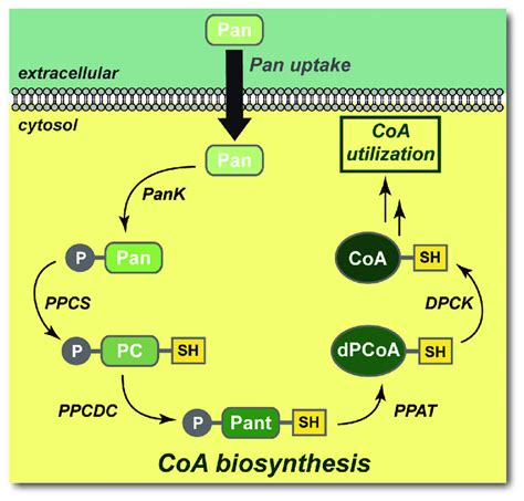 The biosynthesis of coenzyme A (CoA) from pantothenate (Pan) proceeds ...