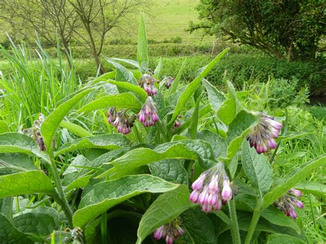 Common or Russian Comfrey | GREENWOOD