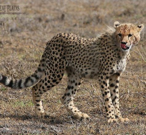 Cheetah. Courtesy of Great Plains Conservation. | Animals wild, Great ...