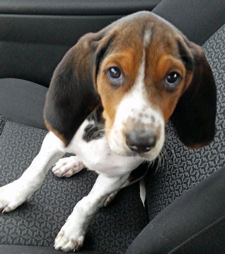 Tundra the Treeing Walker Coonhound | Puppies | Daily Puppy