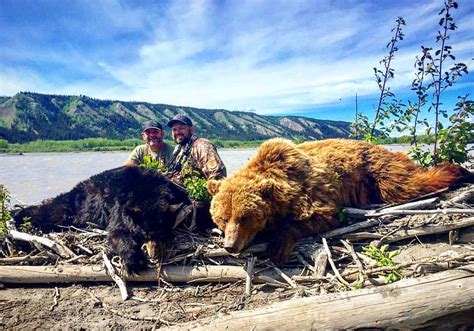 Brown Bear Hunts and Outfitters » Outdoors International