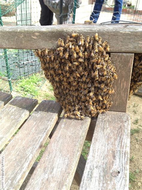 Bee Removal – 24/7 Emergency Service – Honey Ladies