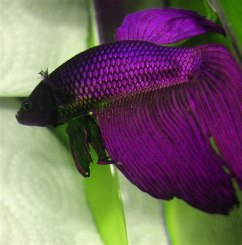 Betta Fish Colors - The fish doctor