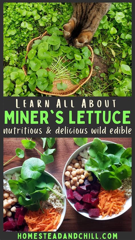 Miner's Lettuce: How to Identify, Grow and Harvest Claytonia ...