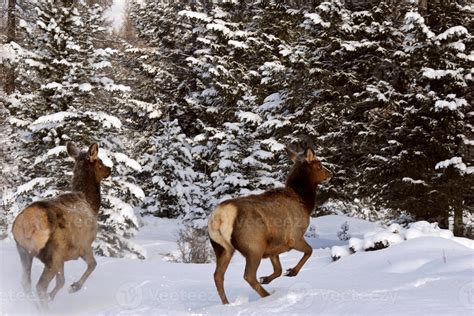 Elk in winter 6277907 Stock Photo at Vecteezy