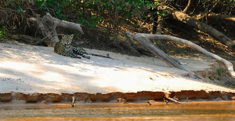 Jaguar Safari - Pantanal Tours