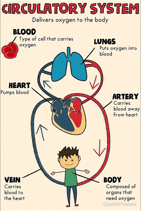 Circulatory System by CoolMSPosters | Circulatory system for kids, Human circulatory system ...