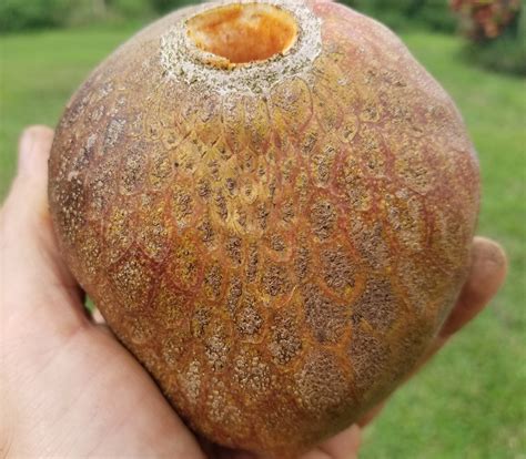 Annona reticulata - Tobago Pink Custard Apple - Seeds