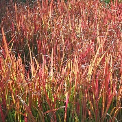 Big Bluestem/ Red October - Pine Lane Nursery