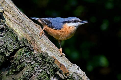 Vote for your favourite wildlife spot in the Midlands - Discover Wildlife