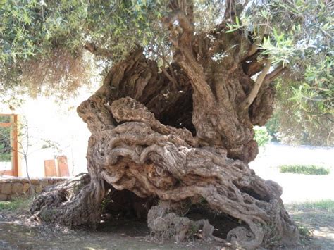 THE ANCIENT OLIVE TREE IN CHANIA CRETE Photo from Ano Vouves in Chania | Greece.com