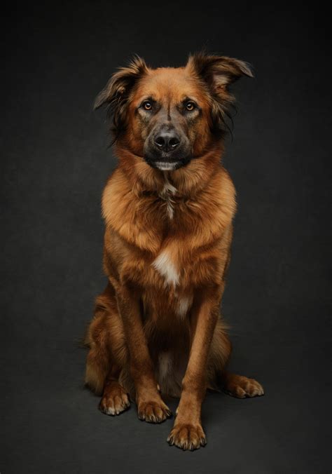 Dog Photography Gallery - Portraits of Dogs by Vancouver Fine Art Photographer Jane Thomson ...