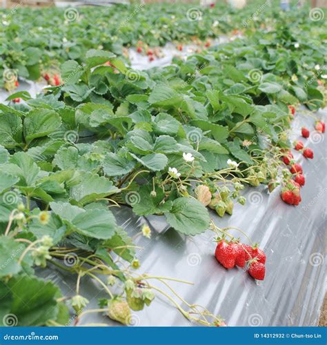 Strawberry farm. stock photo. Image of fruits, blur, fruit - 14312932